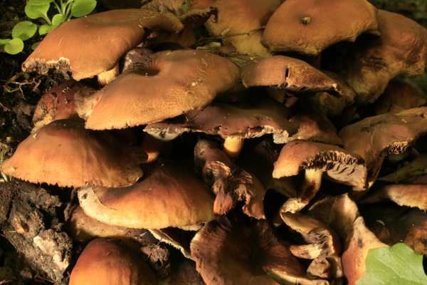 Passeggiata nelle forre